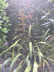 Phormium tenax
