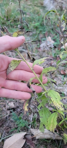 Image of Brickellia eupatorioides by no rights reserved
