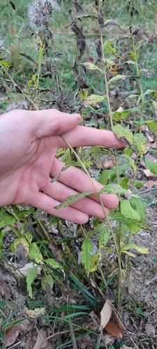 Image of Brickellia eupatorioides by no rights reserved