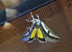Euscirrhopterus poeyi