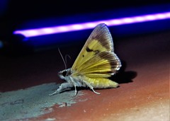 Euscirrhopterus poeyi