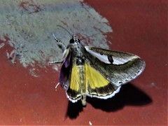 Euscirrhopterus poeyi