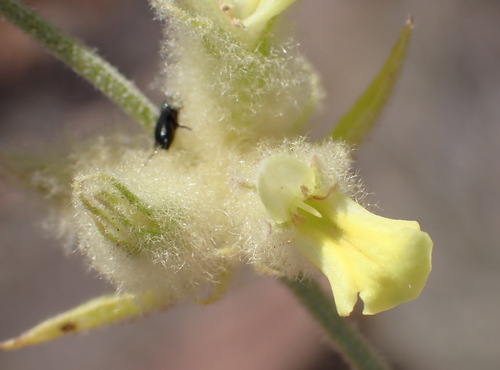 Image of Golden Stachys (Stachys aurea) by (c) Nicola van Berkel, some rights reserved (CC BY-SA)
