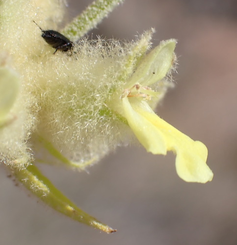 Golden Stachys (Stachys aurea)