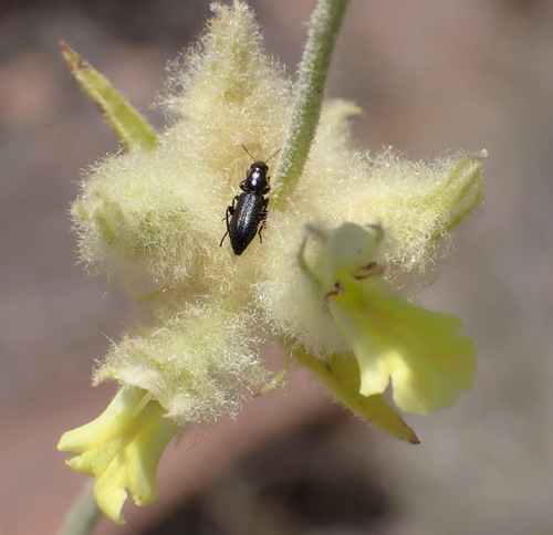 Image of Golden Stachys (Stachys aurea) by (c) Nicola van Berkel, some rights reserved (CC BY-SA)