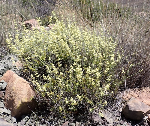 Image of Stachys aurea by (c) Nicola van Berkel, some rights reserved (CC BY-SA)