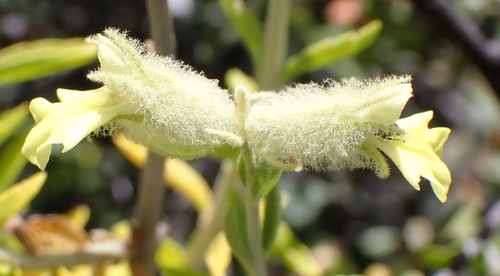 Image of Stachys aurea by (c) Nicola van Berkel, some rights reserved (CC BY-SA)