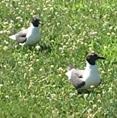 Leucophaeus atricilla
