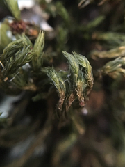 Orthotrichum papillosum