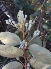 Styrax ferrugineus