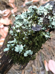 Orthotrichum papillosum