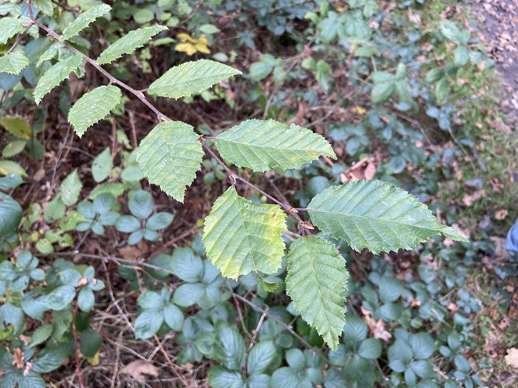 European Hornbeam