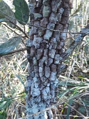 Styrax ferrugineus
