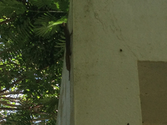 Anolis cristatellus cristatellus