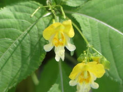 Impatiens edgeworthii