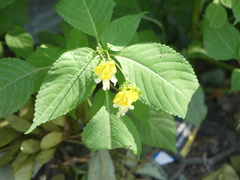 Impatiens edgeworthii