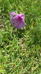 Ipomoea sagittata