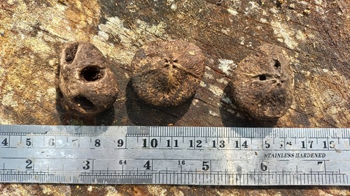 Antrocaryon