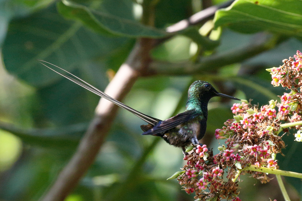 Black-Bellied Thorntail