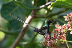 Black-Bellied Thorntail photo 1