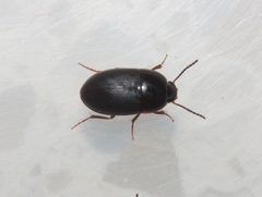 Gondwanocrypticus platensis