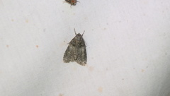 Acronicta increta