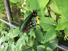 Ornithoptera