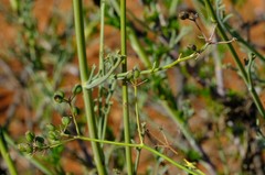 Anginon verticillatum
