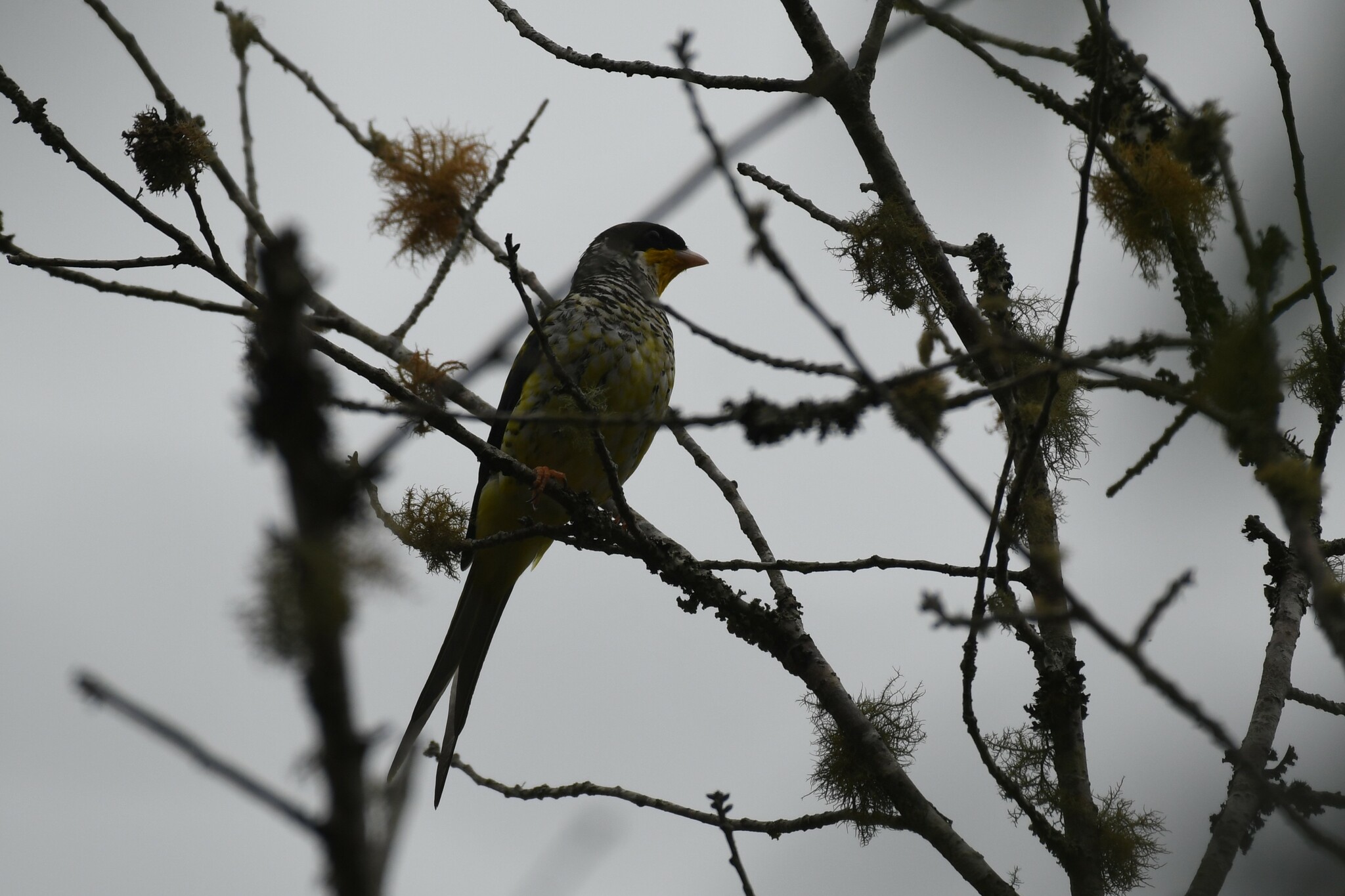 Swallow-tailed Cotinga (Phibalura flavirostris), photo 8