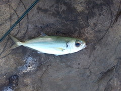 Selar crumenophthalmus
