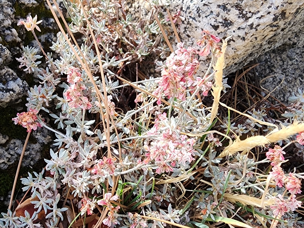 Eriogonum wrightii