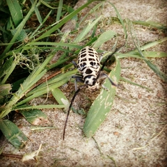 Plectrodera scalator