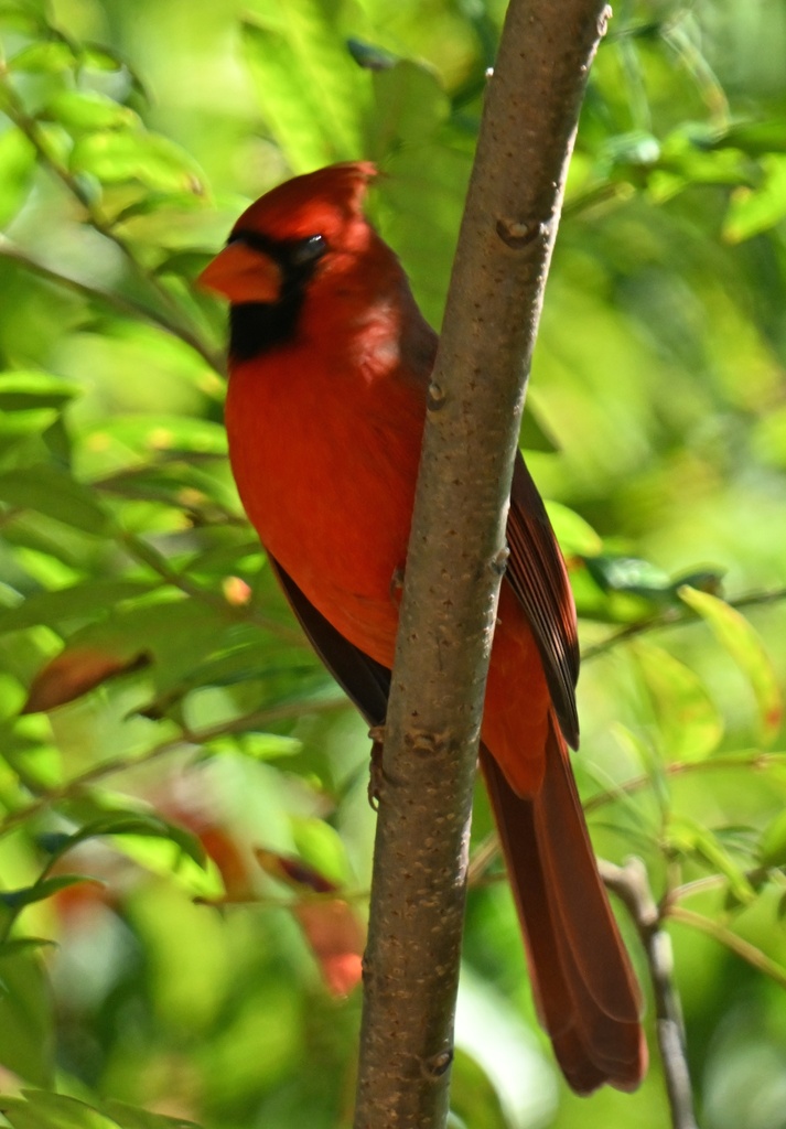 Northern Cardinal from Gulf State Park, AL on October 16, 2024 at 11:14 ...