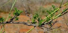 Anginon verticillatum