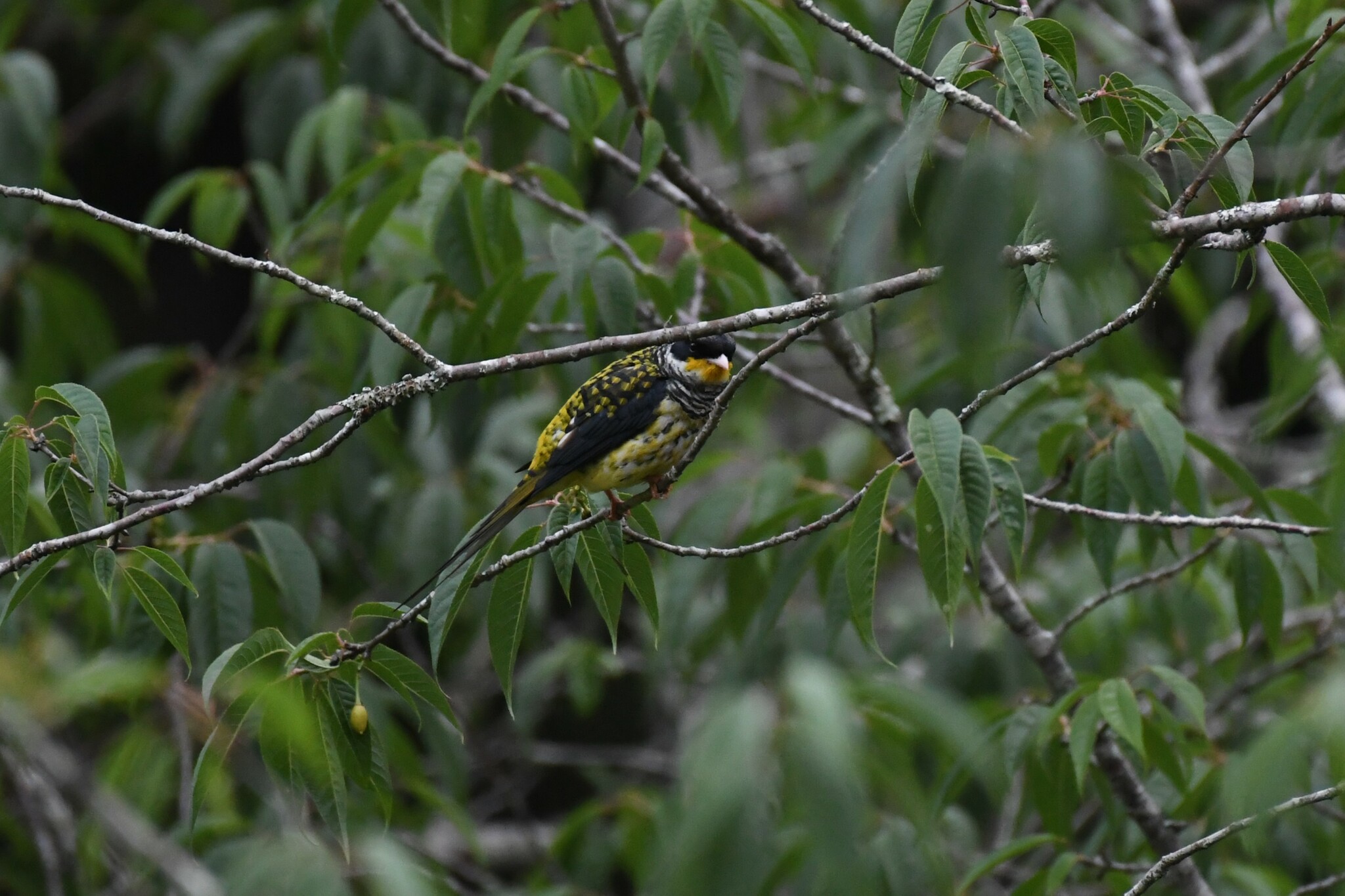 Swallow-tailed Cotinga (Phibalura flavirostris), photo 7