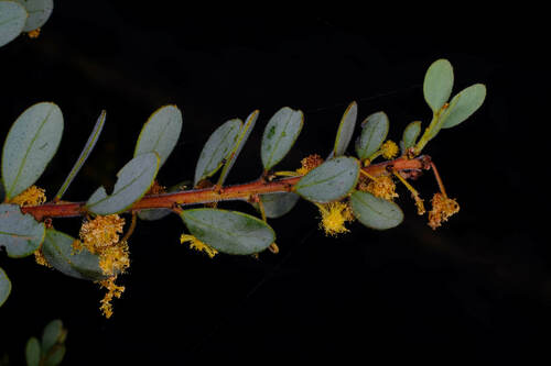Image of Acacia brachybotrya by (c) Peter Crowcroft, some rights reserved (CC BY)