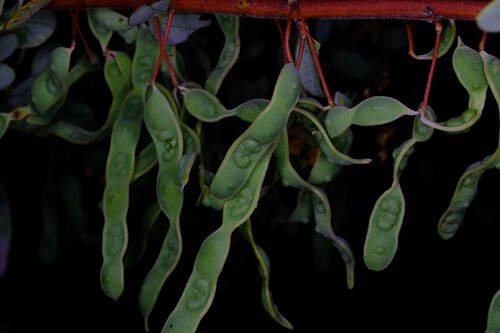 Image of Acacia brachybotrya by (c) Peter Crowcroft, some rights reserved (CC BY)