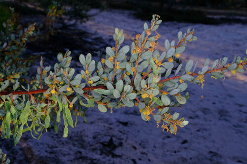 Image of Acacia brachybotrya by (c) Peter Crowcroft, some rights reserved (CC BY)