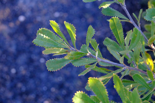 Image of Banksia ornata by (c) Peter Crowcroft, some rights reserved (CC BY)