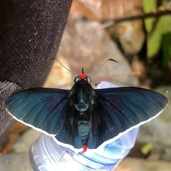 Elbella intersecta