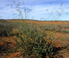 Anginon verticillatum