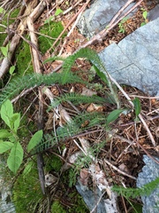 Achillea millefolium image