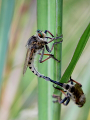 Promachus vertebratus