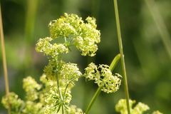 Galium × pomeranicum