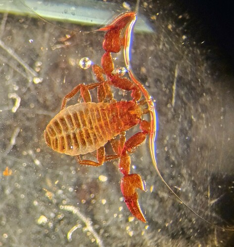 Mirochernes dentatus