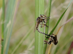 Promachus vertebratus