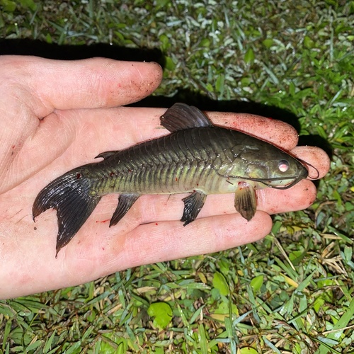 Atipa (Hoplosternum littorale) — Callichthyidae