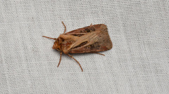 Agrotis vancouverensis