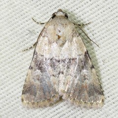 Properigea continens