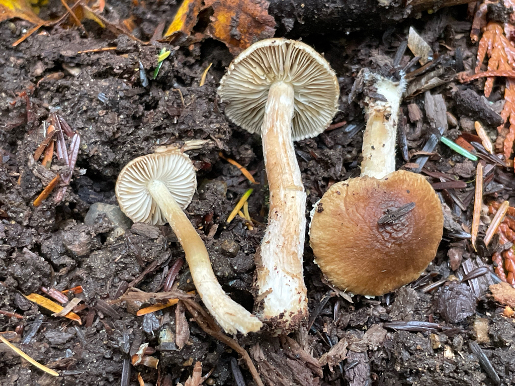 Fiber Caps in November 2024 by ym_wang_pnw · iNaturalist